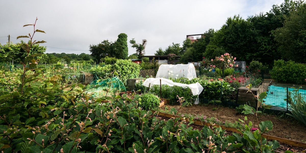 Quartier Beauregard - jardin potager - Projet Territoires Rennes