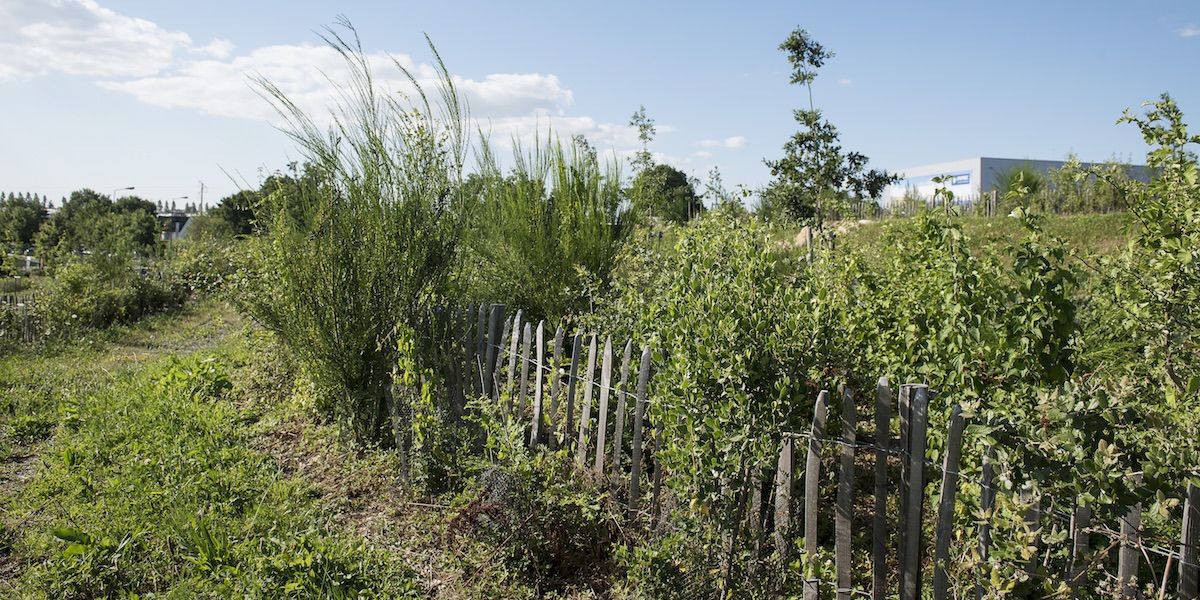 ZAC Les Cormiers - haie bocagère - Projet Territoires-Rennes